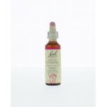 Star of Bethlehem / vogelmelk