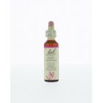 Sweet chestnut / tamme kastanje