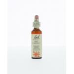 Red chestnut / rode kastanje