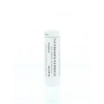 Echinacea purpurea D12