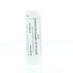 Aesculus hippocastanum D12