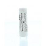 Sanguinaria canadensis D30