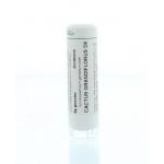 Cactus grandiflorus D6