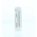 China officinalis D12