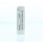 Populus tremuloides D6