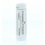 Potentilla tormentilla D6