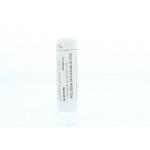 Melissa officinalis D30