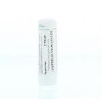 Juniperus communis D6