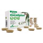 26-c eucalipton xxi @