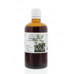 Eucalyptus globulus folia