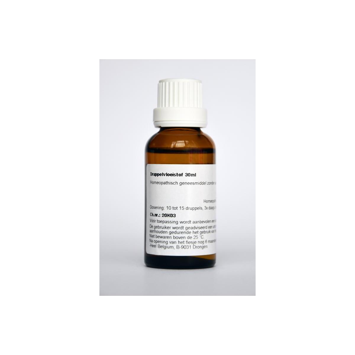 Zingiber officinale phyto