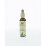 Agrimony / agrimonie