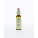 Chestnut bud / kastanjeknop