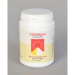 Cerebrum
