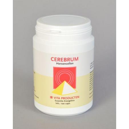 Cerebrum