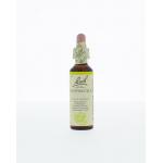 Honeysuckle / kamperfoelie