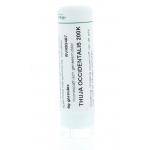 Thuja occidentalis 200K