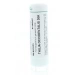 Thuja occidentalis 30K