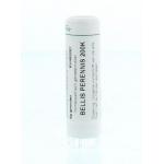 Bellis perennis 200K