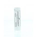 Echinacea angustifolia 30K