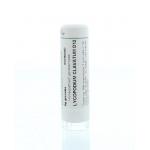 Lycopodium clavatum D12