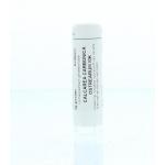 Calcarea carbonica ostrearum MK