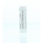 Pulsatilla pratensis MK