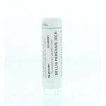 Bellis perennis 30CH