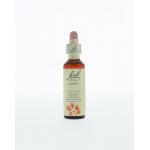 Aspen / ratelpopulier