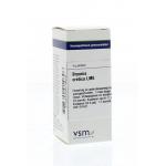 Bryonia cretica alba LM6