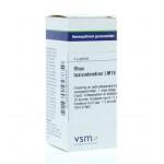 Rhus toxicodendron LM18