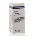 Cimicifuga racemosa D4