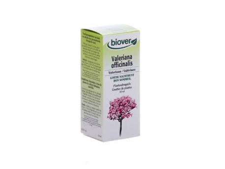 Valeriana officinalis