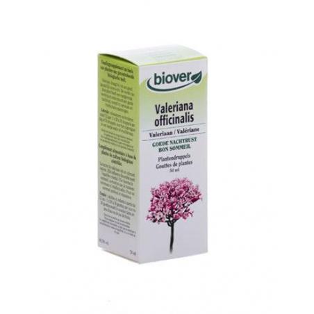 Valeriana officinalis