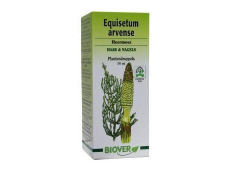 Equisetum arvense tinctuur