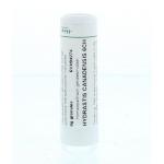 Hydrastis canadensis 6CH