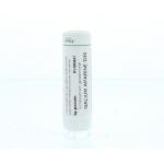 Ginkgo biloba LM30