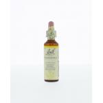 Scleranthus / hardbloem